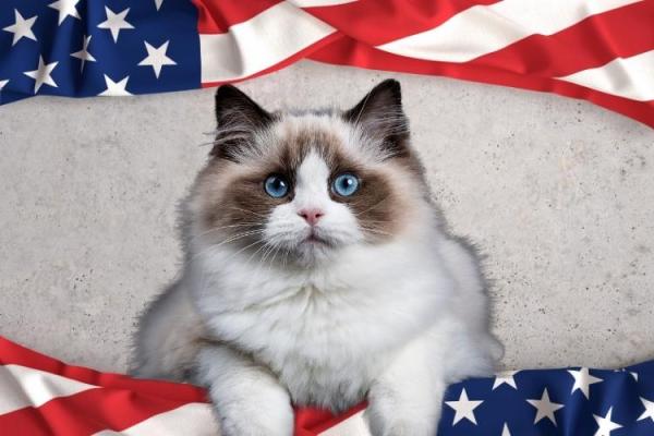 National Cat Day - U.S.