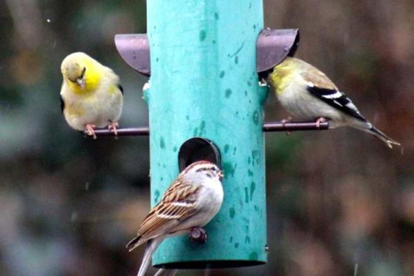 Feed the Birds Day