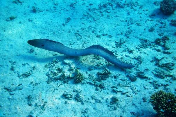Hagfish Day 