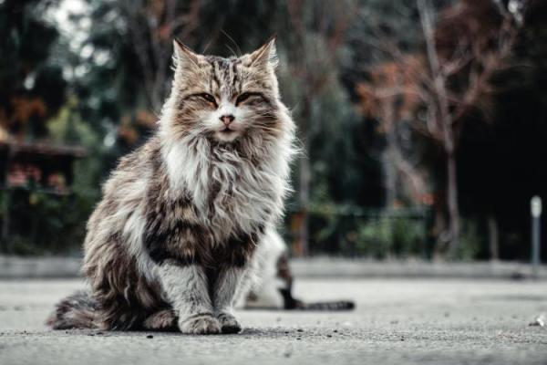 Maine Coon Cat Day