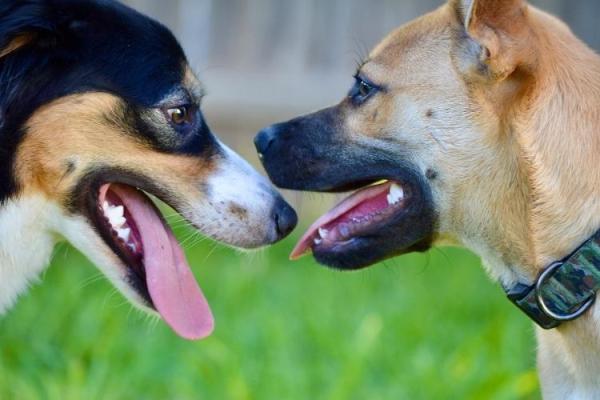 Get a Pal For Your Pet Day