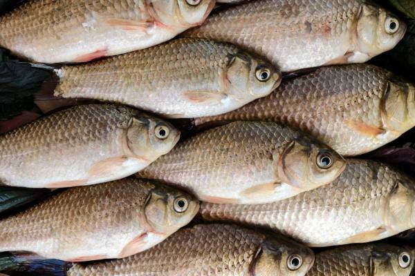 World Fisheries Day