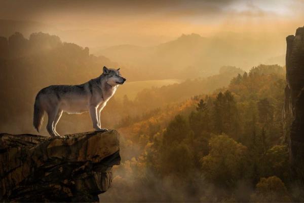 Wolfenoot