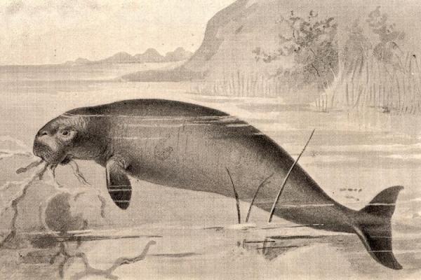 Remembrance Day for Lost Species