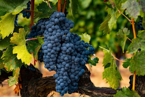 Tempranillo Day
