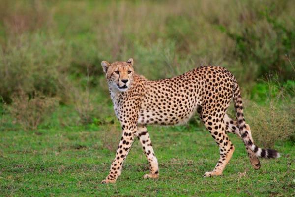 Cheetah Day