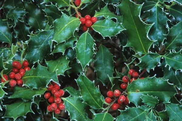 Holly Day