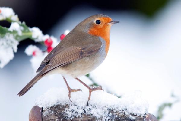Robin Bird Day 