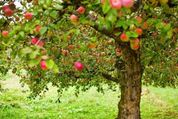 Apple Tree Day
