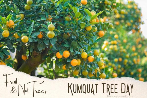 Kumquat Tree