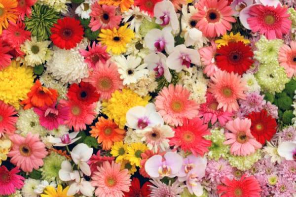 Flower Day (International)