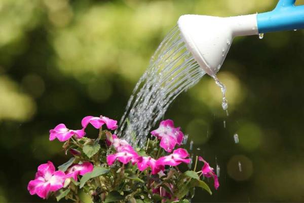 Water a Flower Day