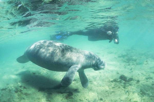 Manatee Appreciation Day