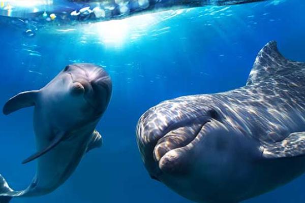Dolphin Day