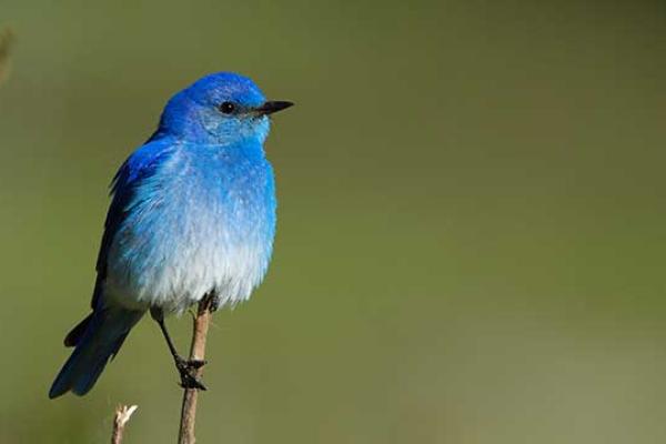 Audubon Day