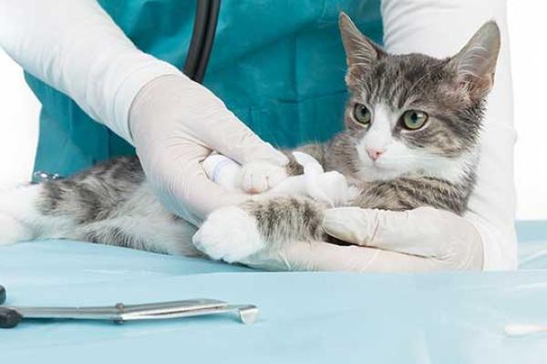 Cat at the vet