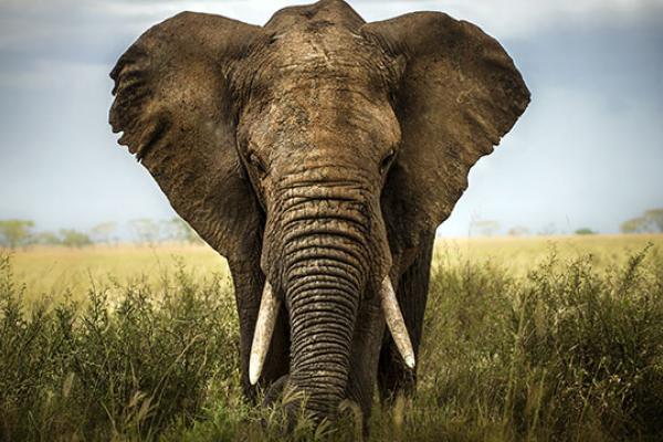 elephant