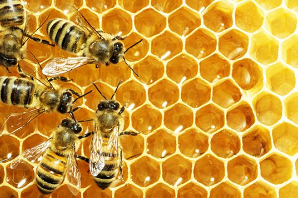 World Honey Bee Day