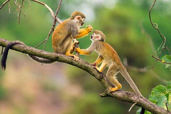 Monkey Day