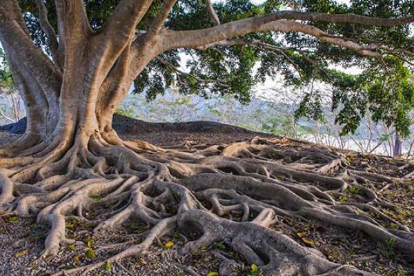 roots day