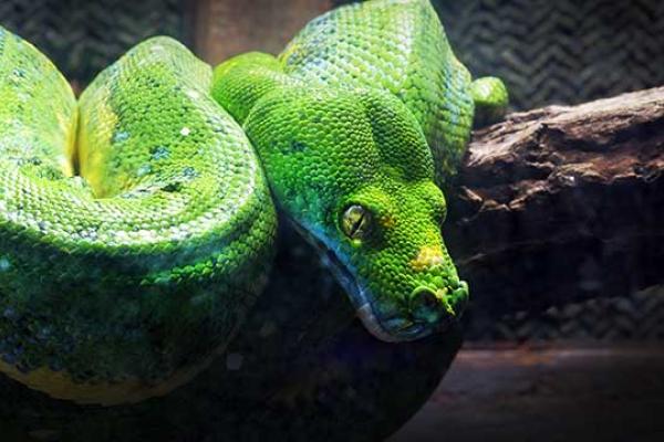 Serpent Day