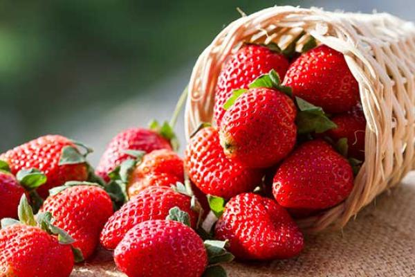 Strawberry Day