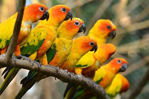 Bird Day