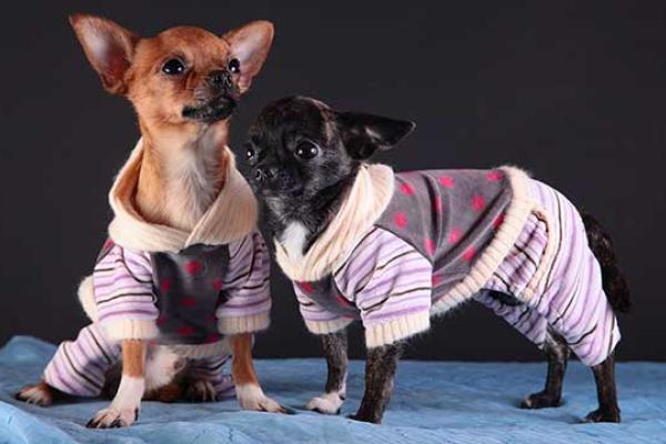 Dress Up Your Pet Day