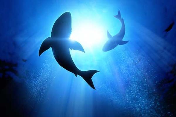 Shark Awareness Day