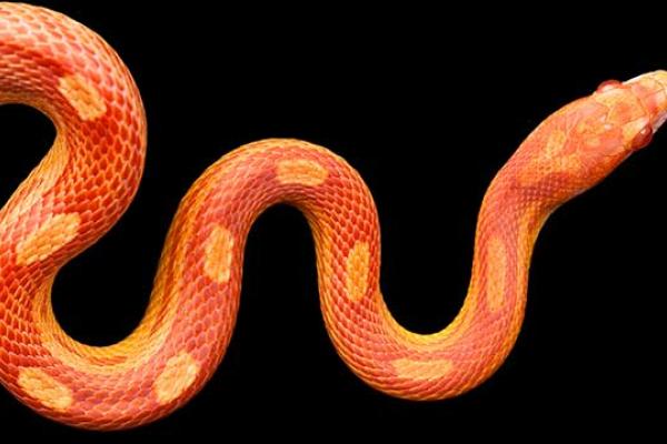 World Snake Day