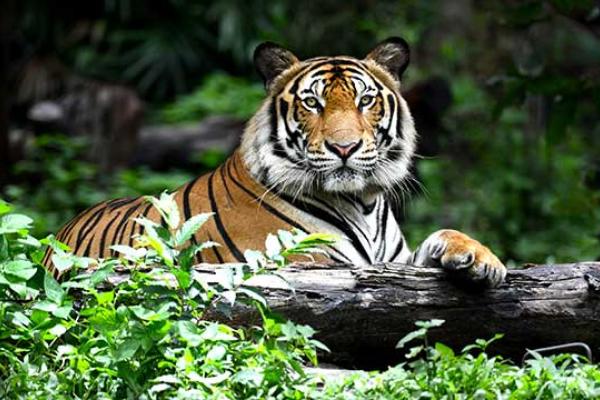 International Tiger Day