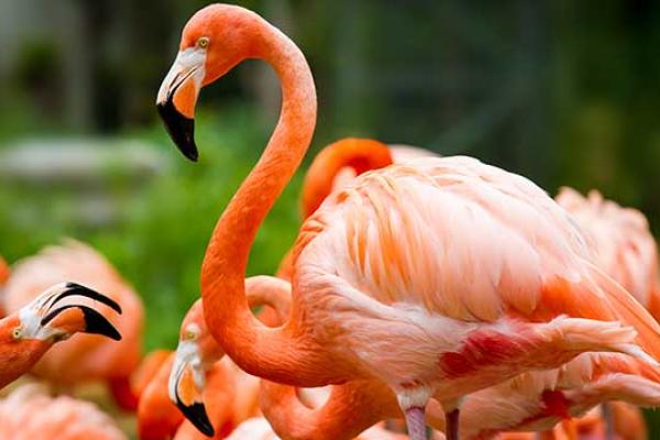 Pink Flamingo Day