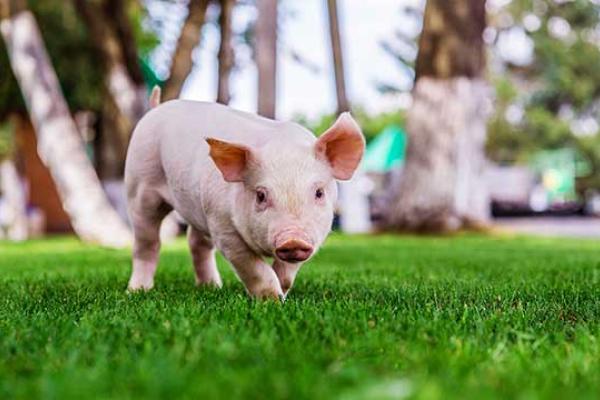 Pig Day