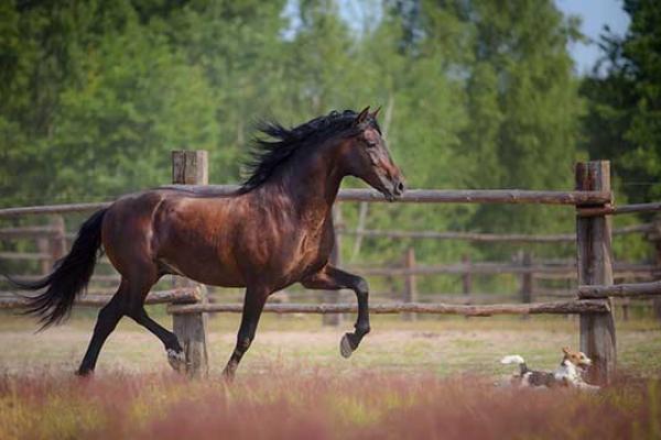 World Horse Day