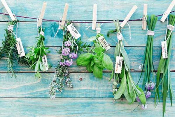 Herb Day