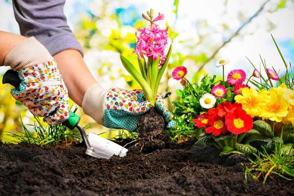 Gardening Day