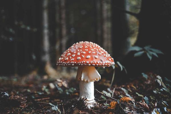Day of the Mushroom