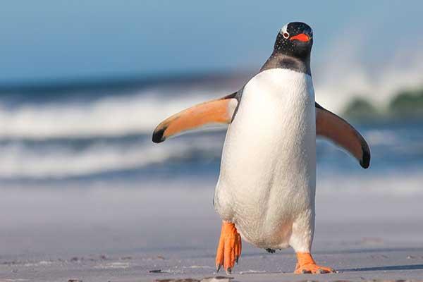 World Penguin Day