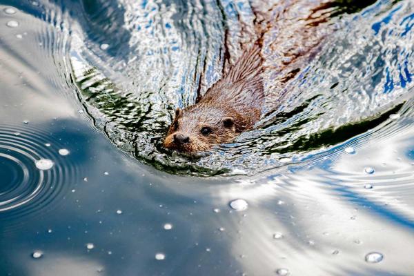 Beaver Day