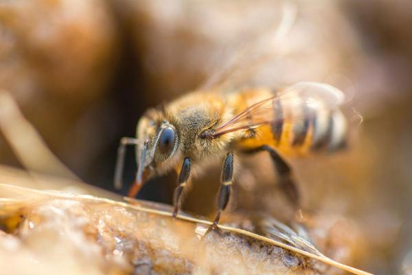 Don't Step on a Bee Day