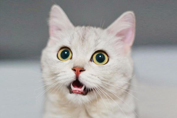 Answer Your Cat’s Questions Day