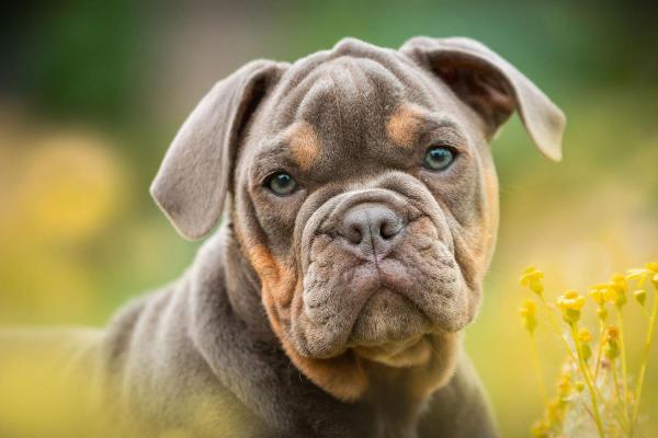 Bulldogs are Beautiful Day