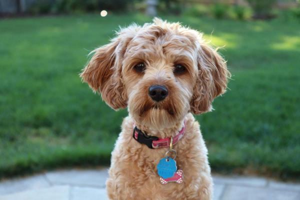 Doodle Dog Day