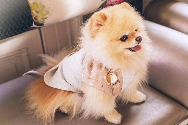 Little Pampered Dog Day