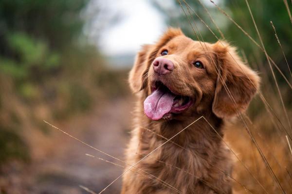 Purebred Dog Day