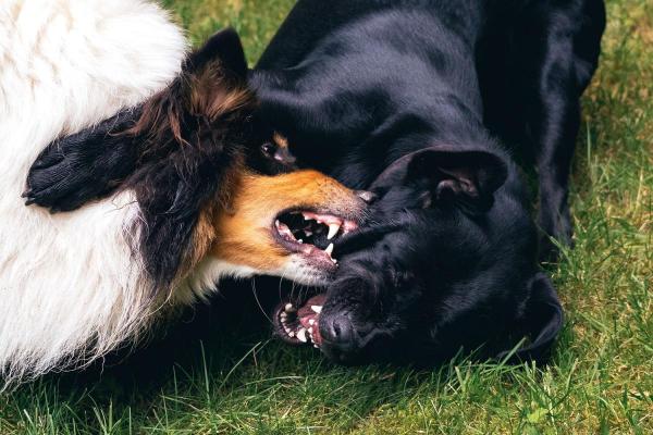 Dog Fighting Awareness Day