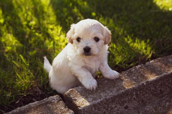 Puppy Day