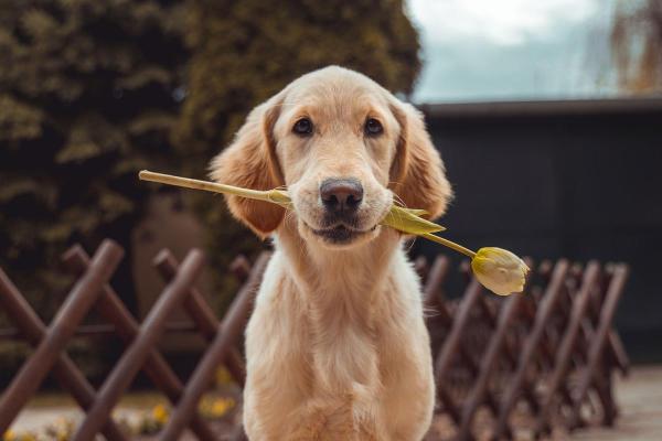 Rescue Dog Day