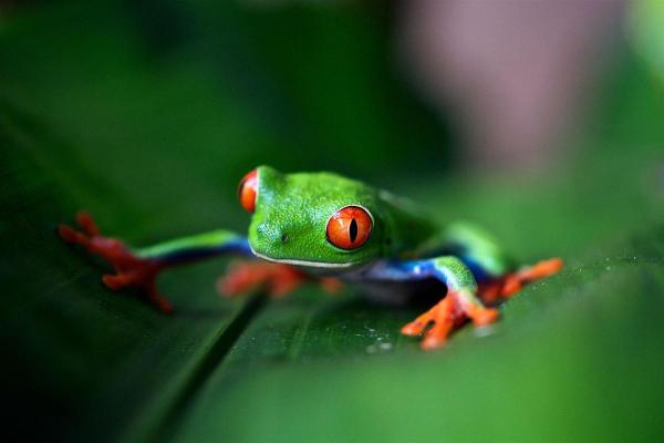 Save the Frogs Day