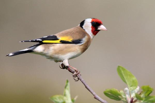 Go Birding Day